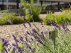 Mattli_Antoniushaus_Bankett_Restaurant_naturnahe Küche
